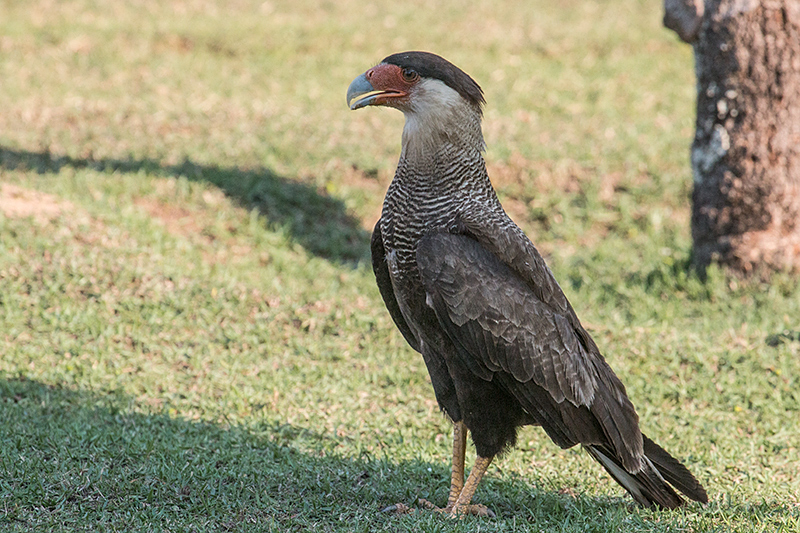 Southern Caracara, Transpantaneira Highway, Brazil