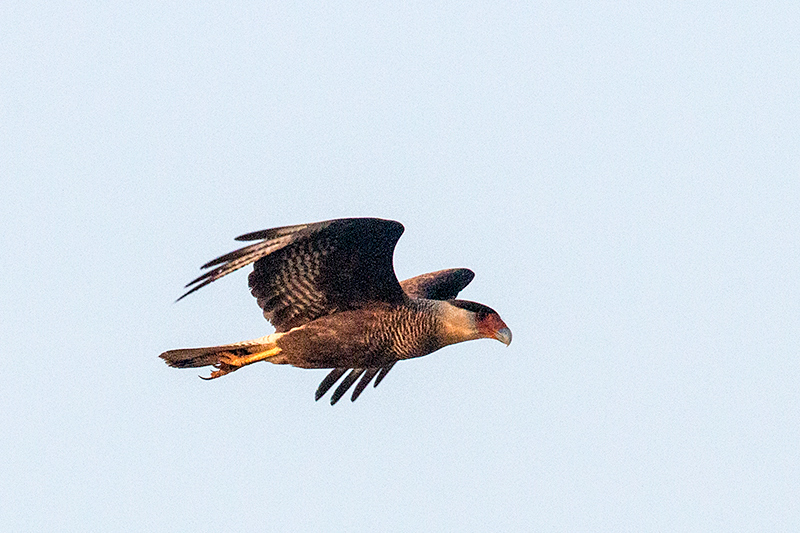 Cuiabá River, Porto Jofre, Brazill