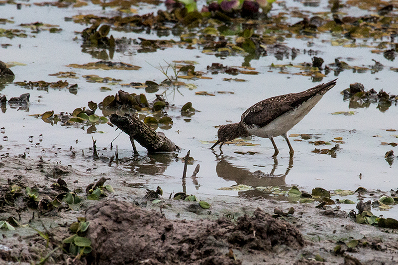 Solitary Sandpiper, Hotel Pantanal Norte, Porto Jofre, Brazil