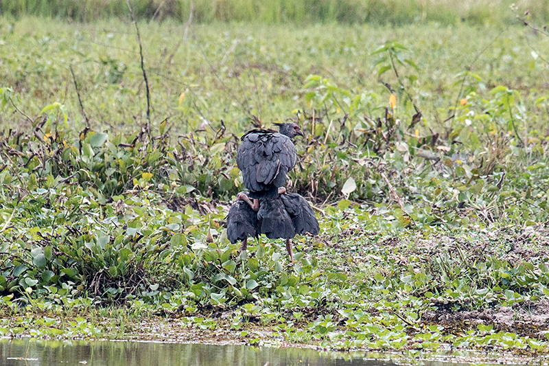 Mating Southern Screamers, Hotel Pantanal Norte, Porto Jofre, Brazil