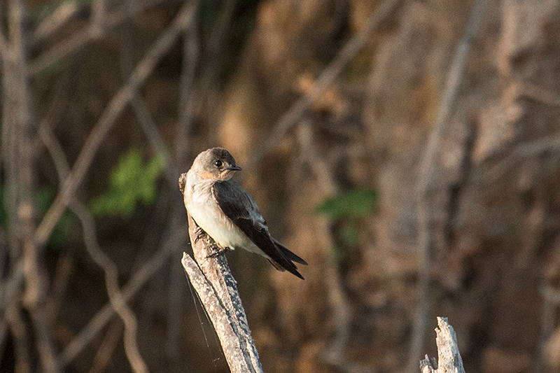 Southern Rough-winged Swallow, Cuiabá River, Porto Jofre, Brazil