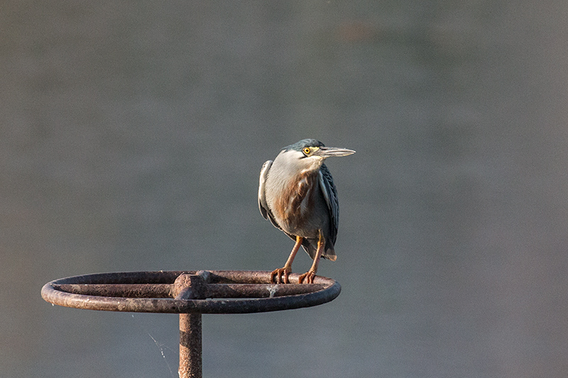 Striated Heron, Pousada Currupira das Araras, Brazil