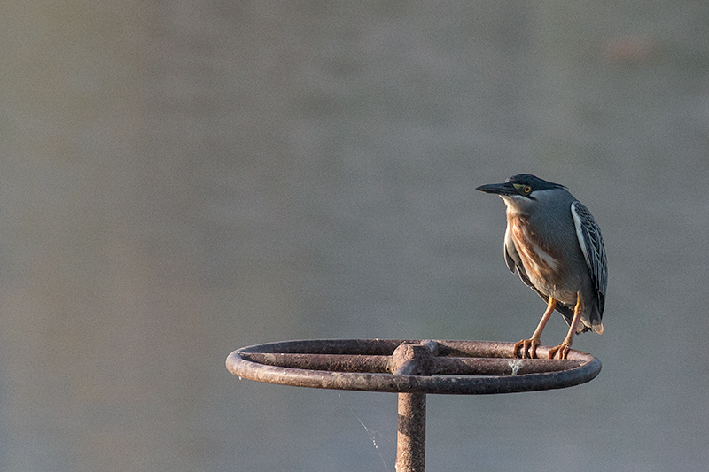 Striated Heron, Pousada Currupira das Araras, Brazil