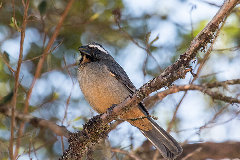 Thick-billed Saltator, Agulhas Negras Road, Parque Nacional do Itatiaia, Brazil