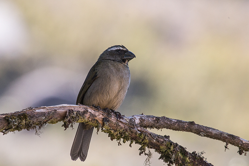 Thick-billed Saltator, Agulhas Negras Road, Parque Nacional do Itatiaia, Brazil