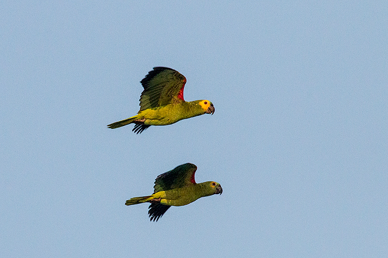 Turquoise-fronted Parrot (Blue-fronted Parrot), Cuiabá River, Porto Jofre, Brazil
