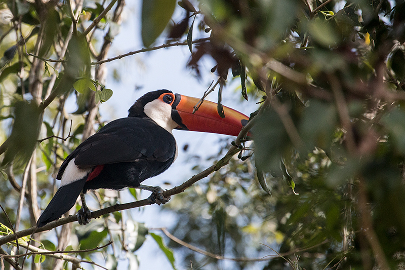 Toco Toucan, Iguazú National Park, Argentina