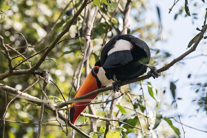 Toco Toucan, Iguazú National Park, Argentina
