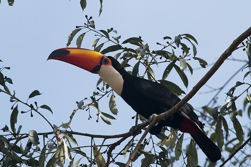 Toco Toucan, Iguazú National Park, Argentina