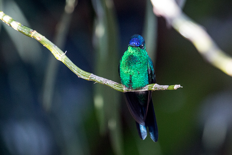 Violet-capped Woodnymph, Jardin de los Picaflores, Puerto Iguazú, Argentina