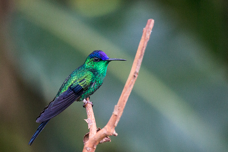Violet-capped Woodnymph, Jonas’s Feeders, Folha Seca Road, Ubatuba, Brazil