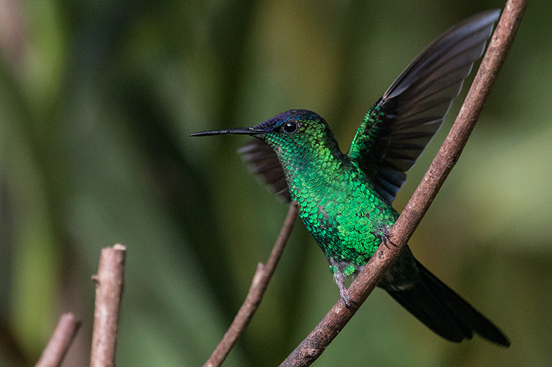 Violet-capped Woodnymph, Jonas’s Feeders, Folha Seca Road, Ubatuba, Brazil