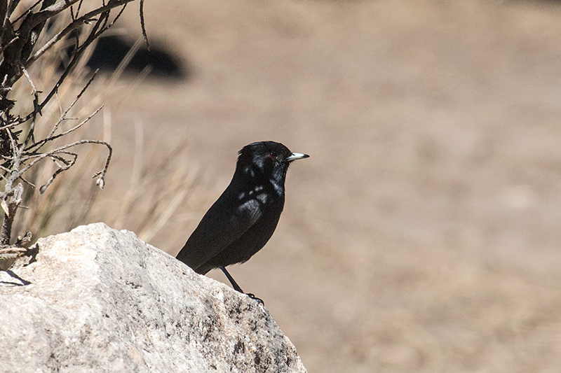 Velvety Black-Tyrant, Agulhas Negras Road, Parque Nacional do Itatiaia, Brazil