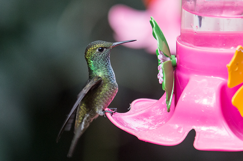 Versicolored Emerald, Jardin de los Picaflores, Puerto Iguazú, Argentina