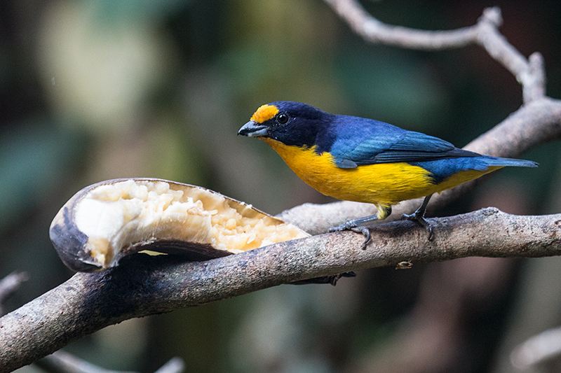Violaceous Euphonia, Jardin de los Picaflores, Puerto Iguazú, Argentina