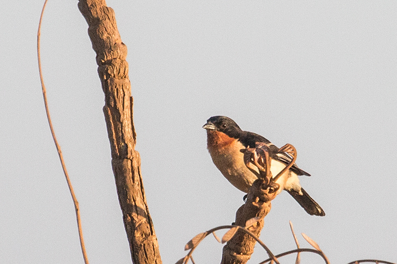 White-rumped Tanager, Įgua Fria Dirt Road, Brazil