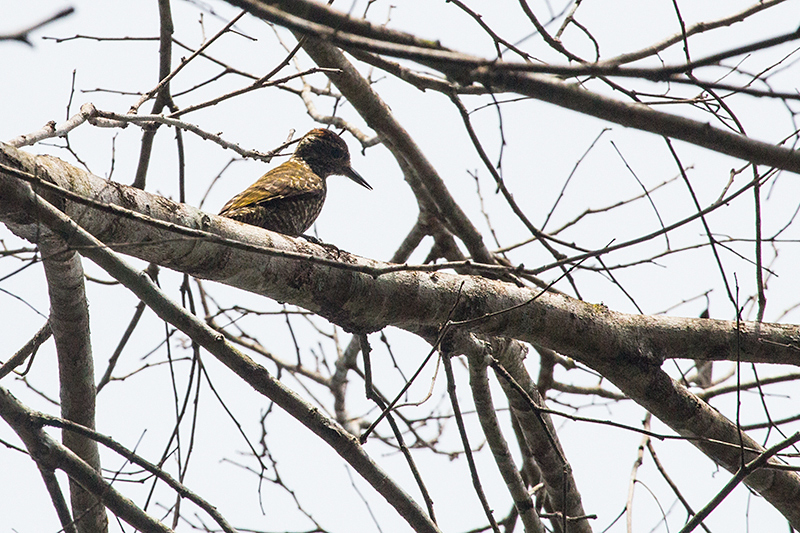 White-spotted Woodpecker, Parque Provincial Urugua-í, Argentina