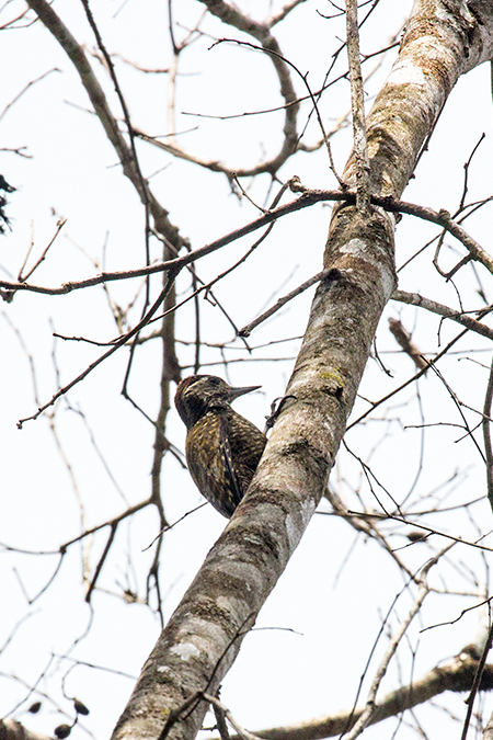 White-spotted Woodpecker, Parque Provincial Urugua-í, Argentina