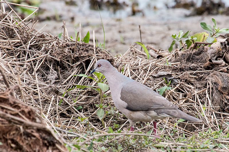 White-tipped Dove, Hotel Pantanal Norte, Porto Jofre, Brazil