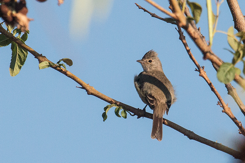 Yellow-bellied Elaenia, Įgua Fria Dirt Road, Brazil