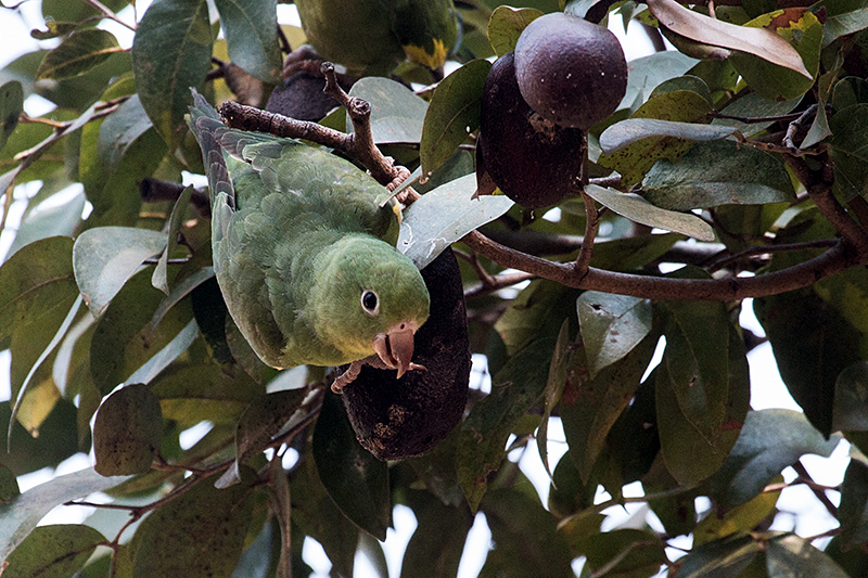 Yellow-chevroned Parakeet, Hotel Pantanal Norte, Porto Jofre, Brazil