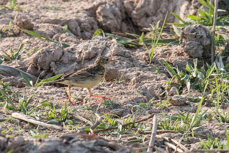 Yellowish Pipit, Pantanal Mato Grosso Lodge, Brazil