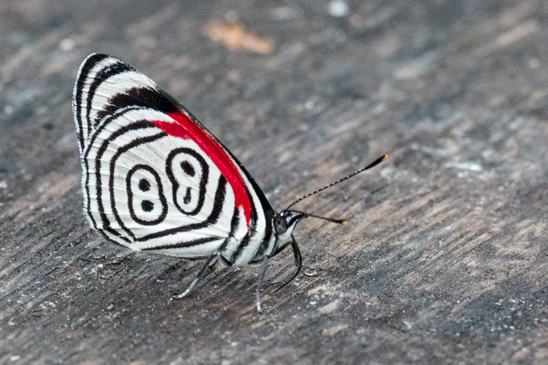 Anna's 88 Butterfly, Parque Provincial Urugua-�, Argentina