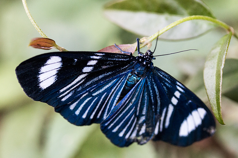 Brazilian Butterfly, Parque Nacional do Igua�u, Brazil