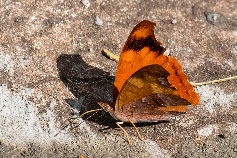 Brazilian Butterfly, Parque Nacional do Iguaçu, Brazil