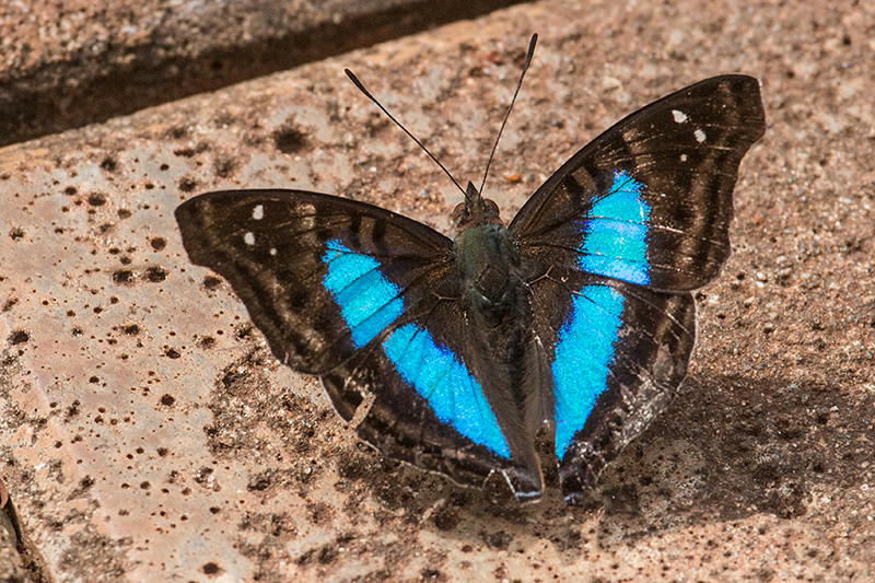 Brazilian Butterfly, Parque Nacional do Igua�u, Brazil