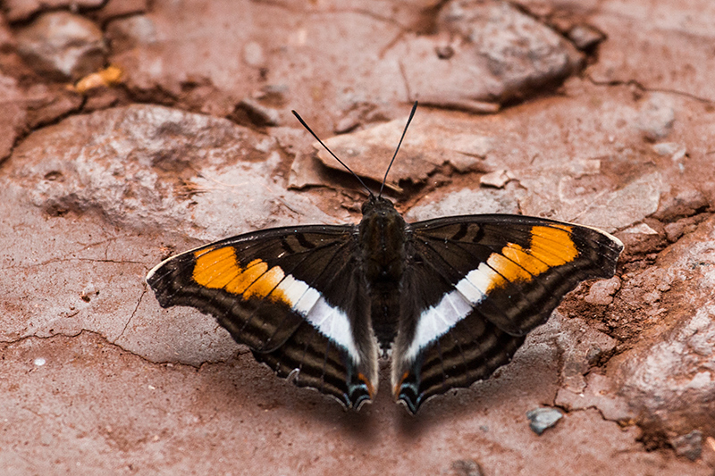 Argentine Butterflies, Iguazú National Park, Argentina