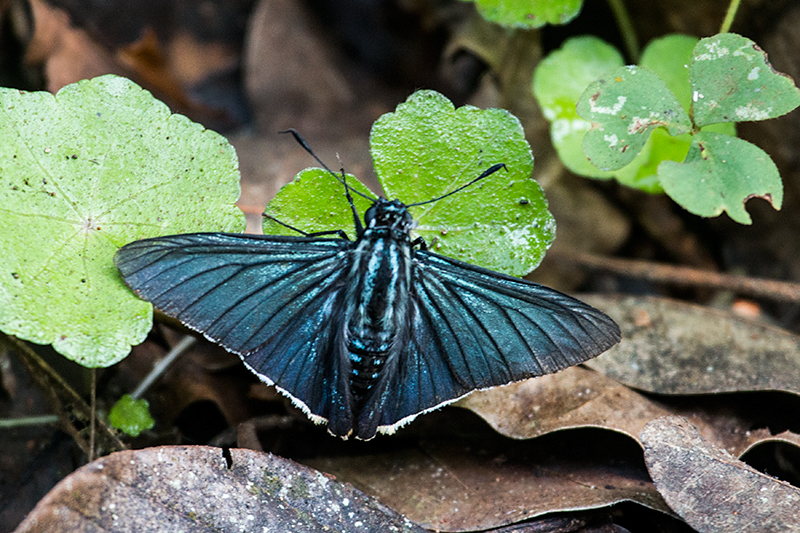 Argentine Butterflies, Iguazú National Park, Argentina