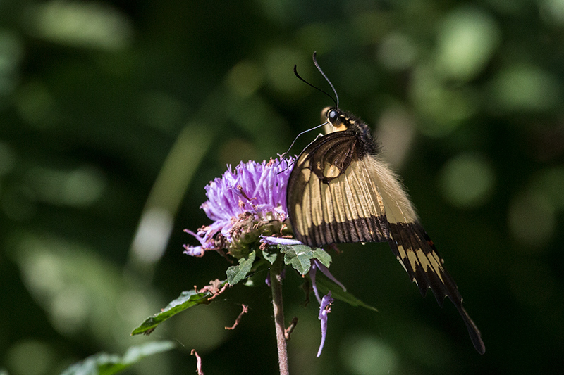 Argentine Butterflies, Iguazú National Park, Argentina
