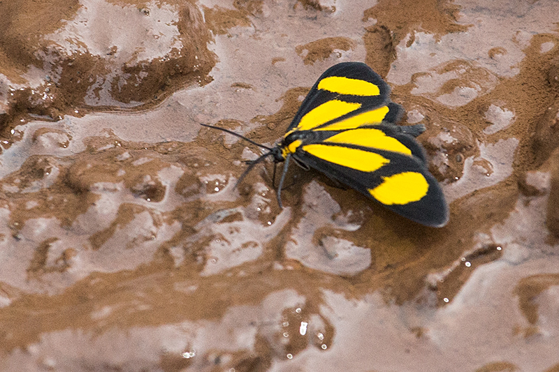 Argentine Butterflies, Iguazú National Park, Argentina