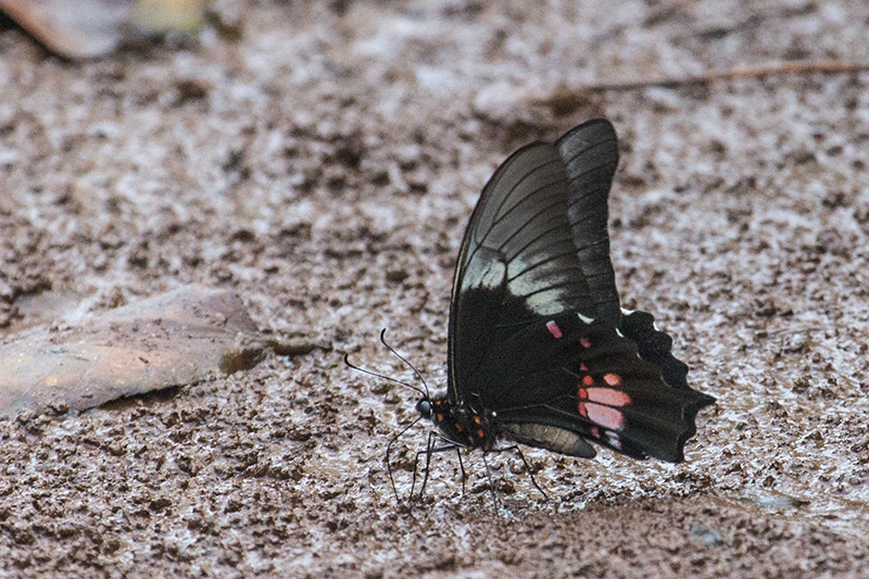 Argentine Butterflies, Iguazú National Park, Argentina