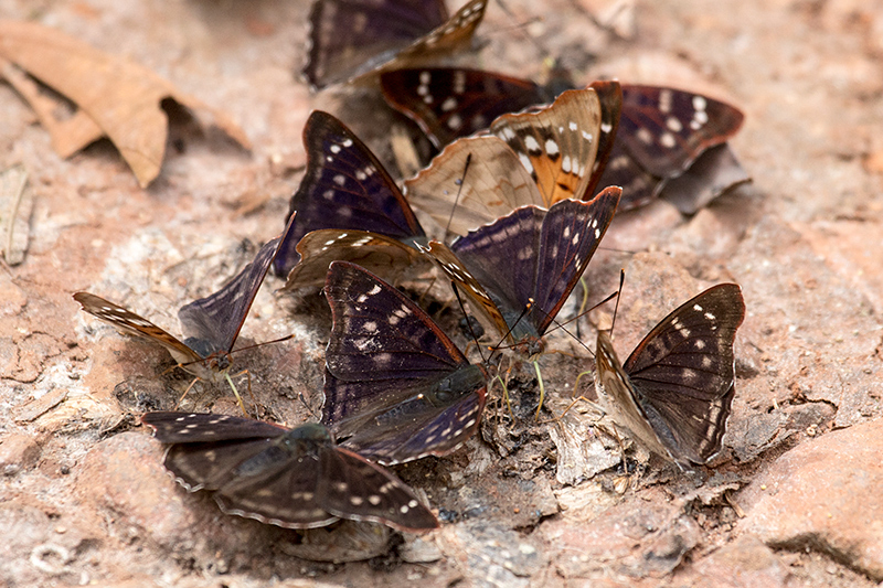 Argentine Butterflies, Iguazú National Park, Argentina