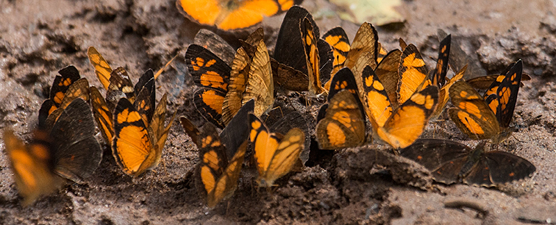 Argentine Butterflies, Iguazú National Park, Argentina