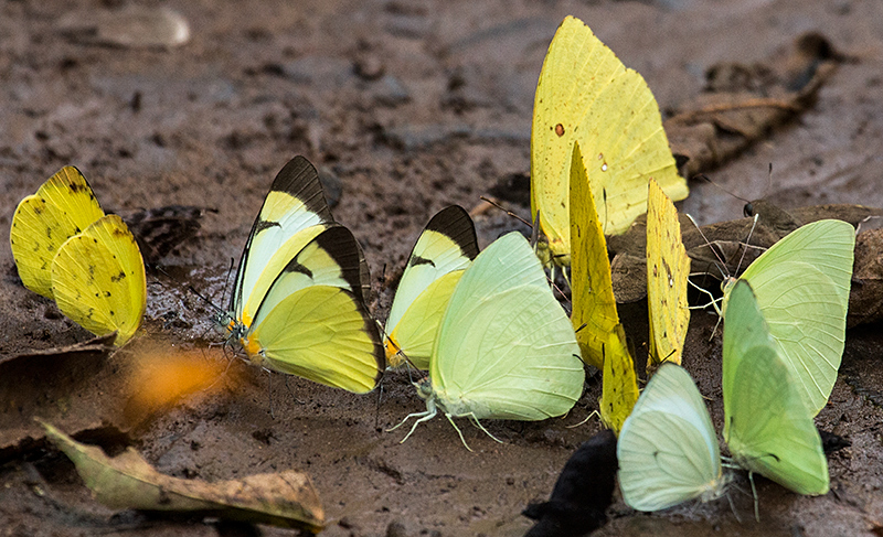 Argentine Butterflies, Iguazú National Park, Argentina