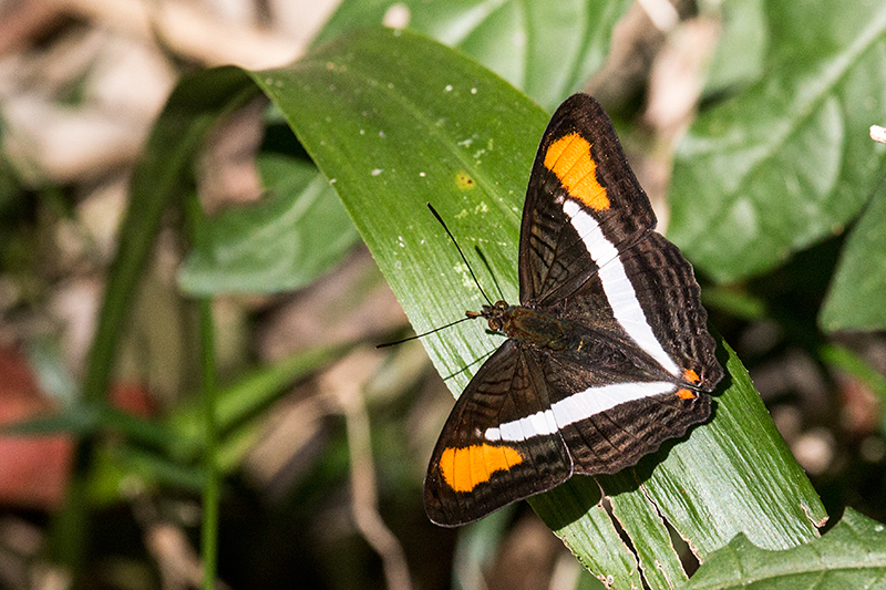 Argentine Butterflies, Parque Provincial Urugua-í, Argentina