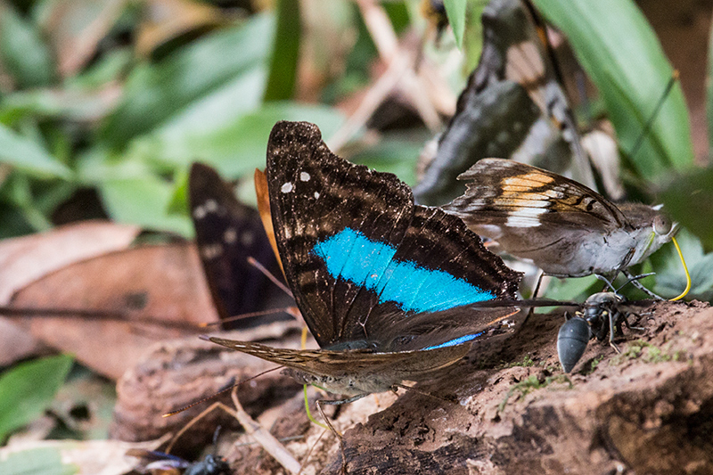 Argentine Butterflies, Parque Provincial Urugua-í, Argentina