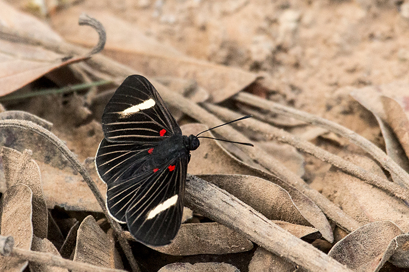 Brazilian Butterflies, Hotel Pantanal Norte, Porto Jofre, Brazil