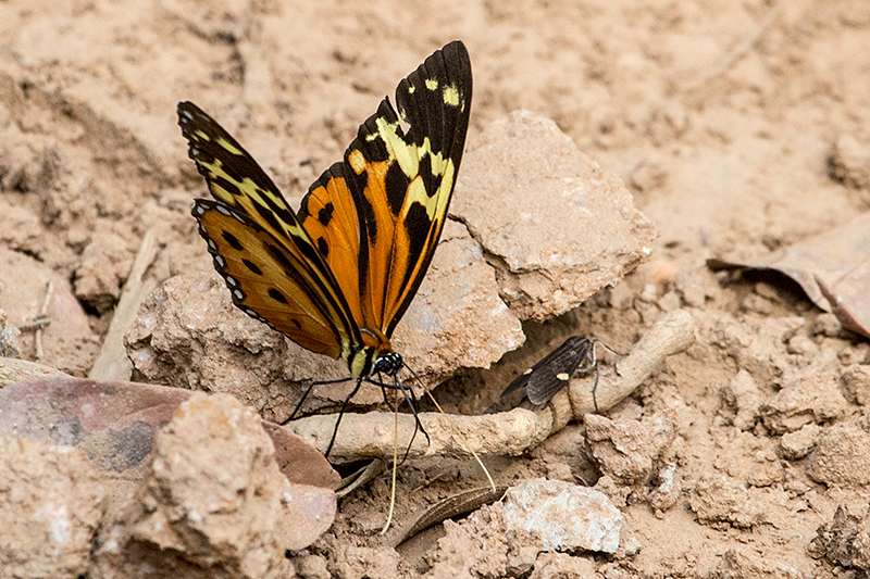 Brazilian Butterflies, Hotel Pantanal Norte, Porto Jofre, Brazil