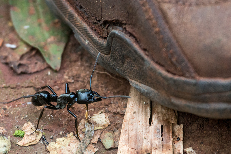 Bullet Ant, Iguazú National Park, Argentina