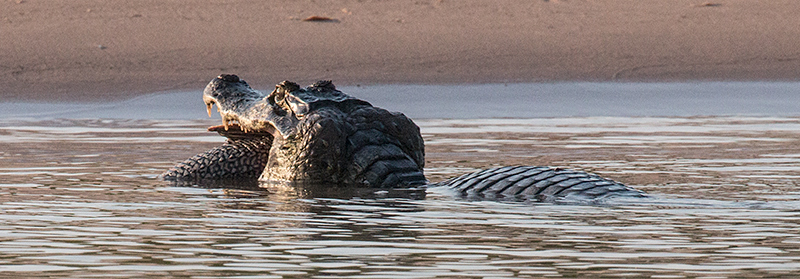 Spectacled Caiman (Common Caiman), Cuiabá River, Porto Jofre, Brazil