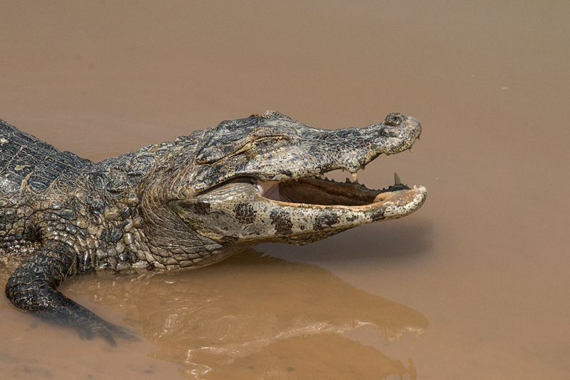 Spectacled Caiman (Common Caiman), Cuiabá River, Porto Jofre, Brazil