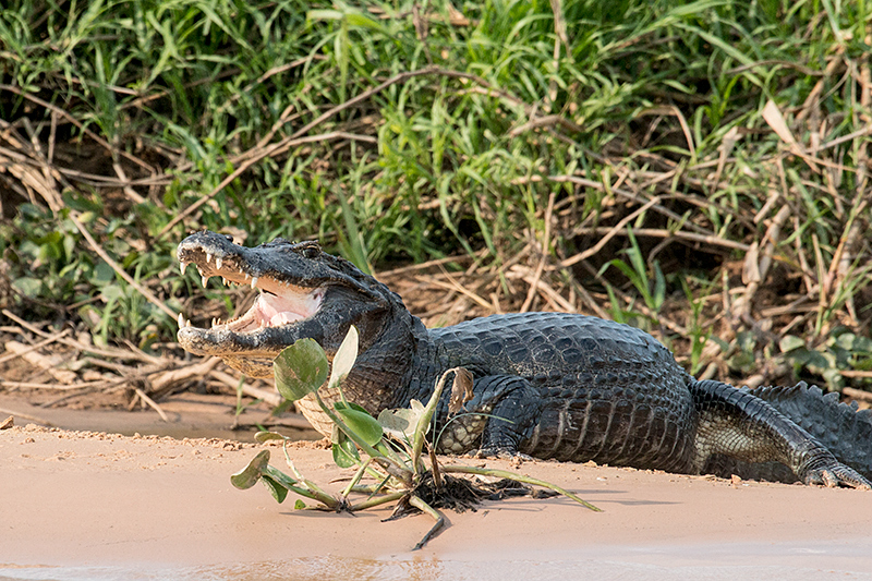 Spectacled Caiman (Common Caiman), Cuiabá River, Porto Jofre, Brazil