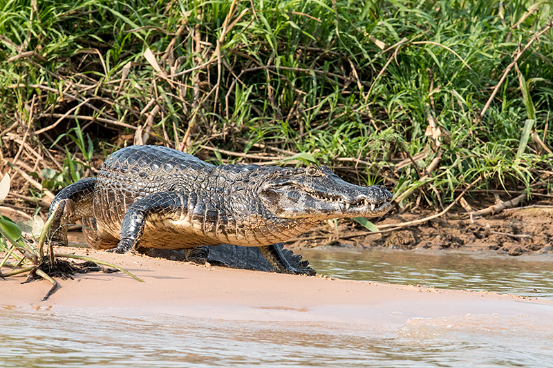 Spectacled Caiman (Common Caiman), Cuiabá River, Porto Jofre, Brazil