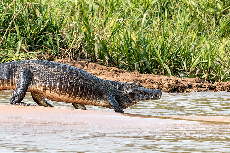 Spectacled Caiman (Common Caiman), Cuiabá River, Porto Jofre, Brazil