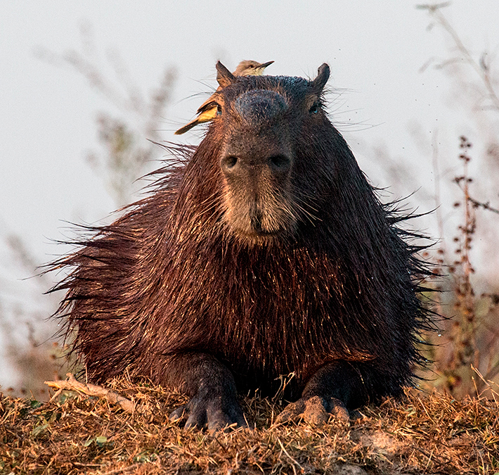 Capybara With Cattle Tyrant, Cuiabá River, Porto Jofre, Brazil