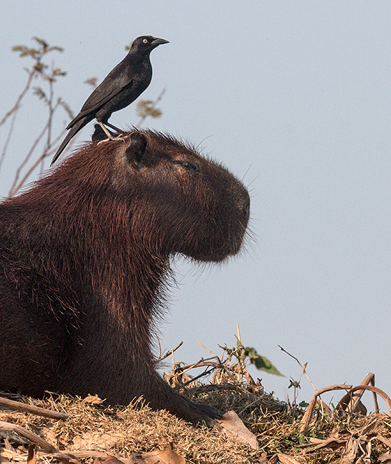Capybara With Giant Cowbird, Cuiabá River, Porto Jofre, Brazil